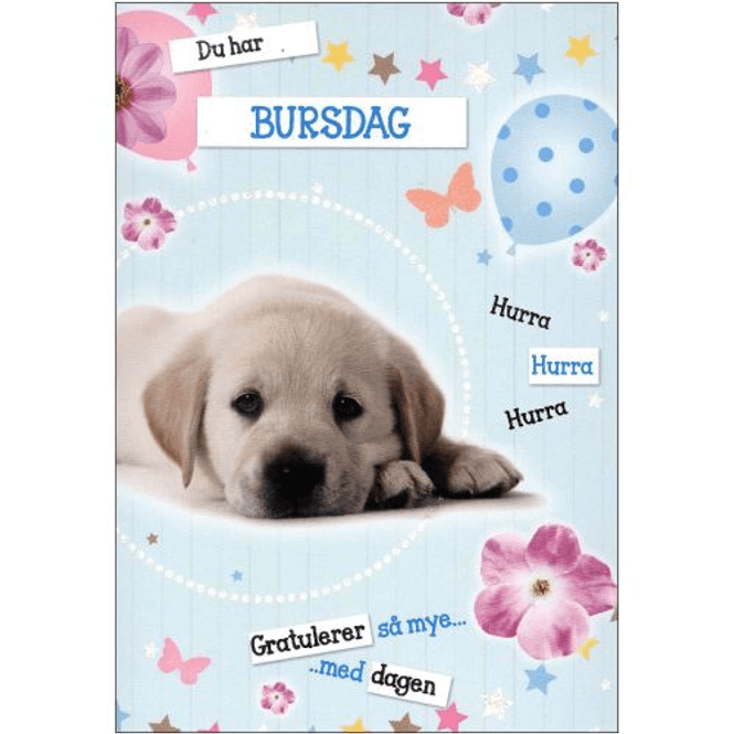 Hovedbilde Bursdagskort - Labrador